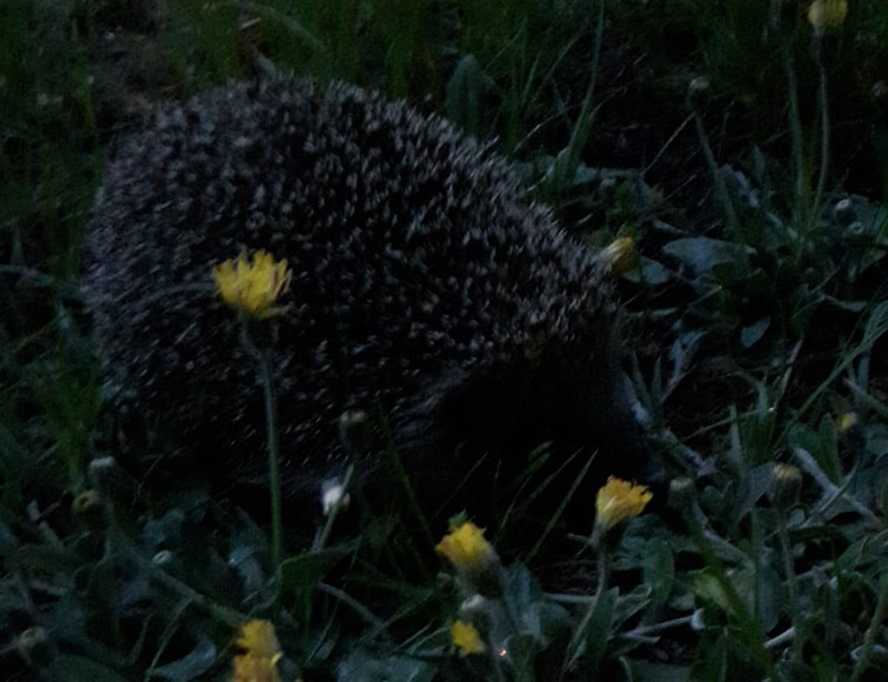 zdjęcie kolorowe: noc, jeż na trawie