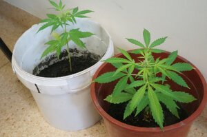 Zatrzymani za posiadanie narkotyków