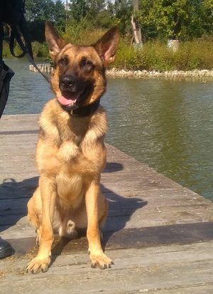 Bari - policyjny pies szkolony na wyszukiwanie zapachów materiałów wybuchowych