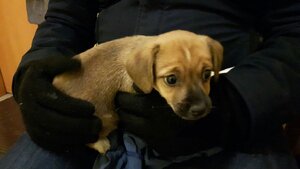 Przyniesiony do komisariatu szczeniak