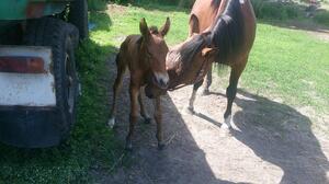 Źrebię, któremu pomogli zabrzańscy policjanci