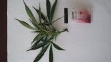 Zabezpieczona przez zabrzańskich policjantów marihuana
