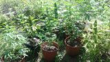 Zabezpieczone przez zabrzańskich kryminalnych krzewy marihuany