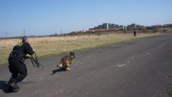 Policyjny pies służbowy wraz ze swoim przewodnikiem podczas atestacji