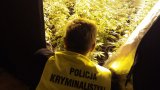 Zabezpieczone przez zabrzańskich kryminalnych narkotyki