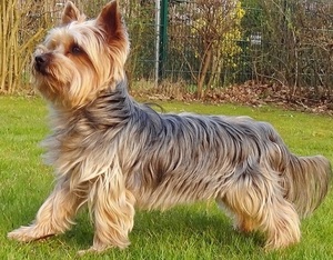 yorkshire terier - zdjęcie poglądowe