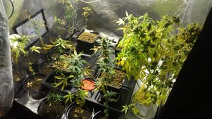 Zabezpieczone przez kryminalnych narkotyki