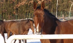 Konie służbowe na" emeryturze"