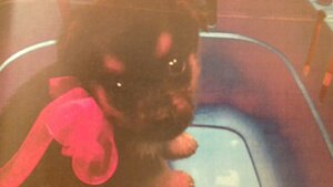 Szczeniak z czerwona kokardą