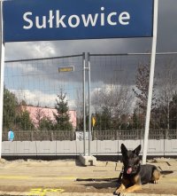Diana - policyjny pies wyszkolony do wyszukiwania zapachów materiałów wybuchowych podczas szkolenia w Zakładzie Kynologii Policyjnej w Sułkowicach