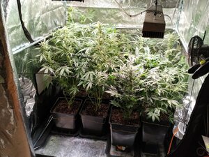 Zlikwidowana plantacja konopii indyjskich