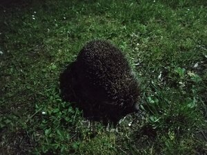zdjęcie kolorowe: noc, jeż na trawie