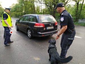 Zdjęcie kolorowe: policjanci zabrzańskiej drogówki i funkcjonariusz KAS z psem wyszkolonym do wyszukiwania narkotyków podczas kontroli trzeźwości kierujących samochodami