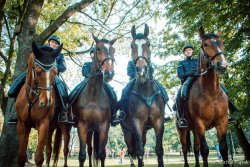 zdjęcie kolorowe: 4 policjantów na koniach służbowych