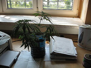 zdjęcie kolorowe: krzak konopi indyjskich