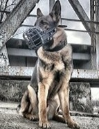 zdjęcie kolorowe: owczarek niemiecki o imieniu Bos