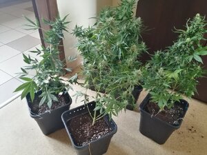 Zdjęcie kolorowe:  zabezpieczona marihuana