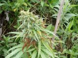 Zdjęcie kolorowe: zabezpieczona  marihuana.