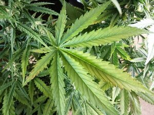 Zdjęcie kolorowe:  Zabezpieczone krzaki marihuany