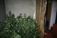 Zdjęcie kolorowe: wnętrze spalonego mieszkania, w którym prowadzono  plantacje marihuany.