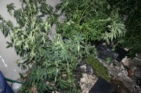 Zdjęcie kolorowe: wnętrze spalonego mieszkania, w którym prowadzono  plantacje marihuany.
