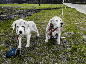 Na zdjęciu dwa  psy na trawniku