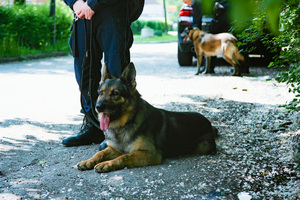 Pies policyjny podczas zabezpieczenia przemarszu kibiców