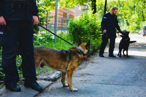 Policjanci z psami podczas zabezpieczenia przemarszu kibiców