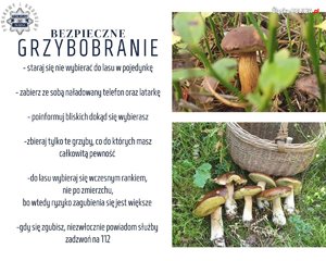 Grafika z poradami dotyczącymi bezpieczeństwa w trakcie grzybobrania