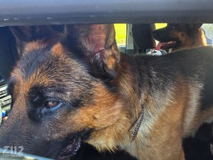 na zdjęciu pies w radiowozie