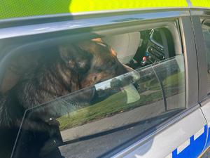 na zdjęciu pies w radiowozie