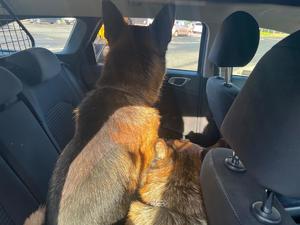 na zdjęciu pies w radiowozie