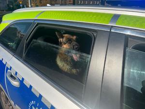 na zdjęciu pies w radiowozie