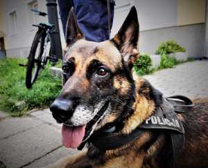 na zdjęciach psy policyjne