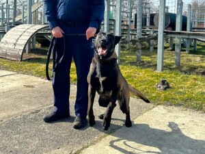 Na zdjęciu policjant z psem służbowym